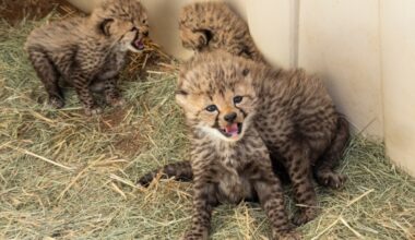Four cheetah cubs recently welcomed at San Diego Zoo Safari Park – San Diego Union-Tribune