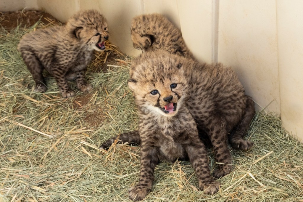 Four cheetah cubs recently welcomed at San Diego Zoo Safari Park – San Diego Union-Tribune