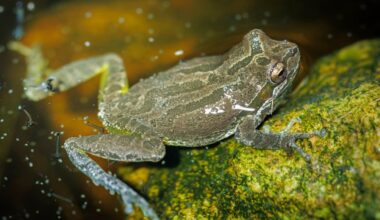 Speaking the language of Baja California tree frogs – San Diego Union-Tribune