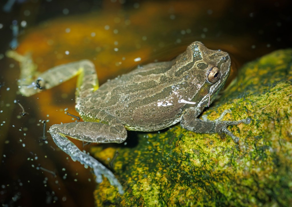 Speaking the language of Baja California tree frogs – San Diego Union-Tribune