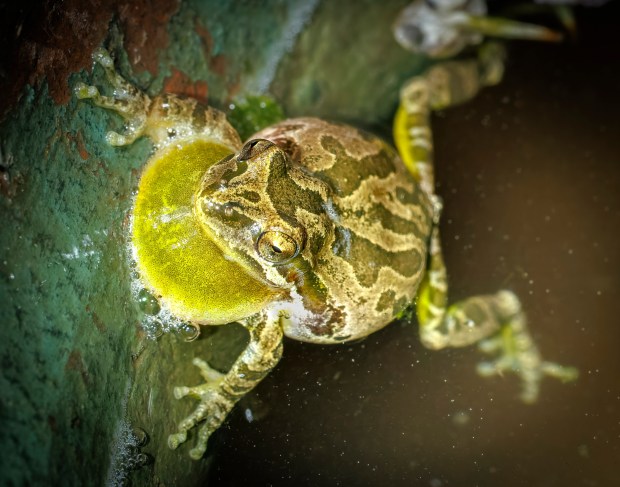 A close-up of a croaking Baja California tree frog with its vocal sac enlarged. (Ernie Cowan / For The San Diego Union-Tribune)