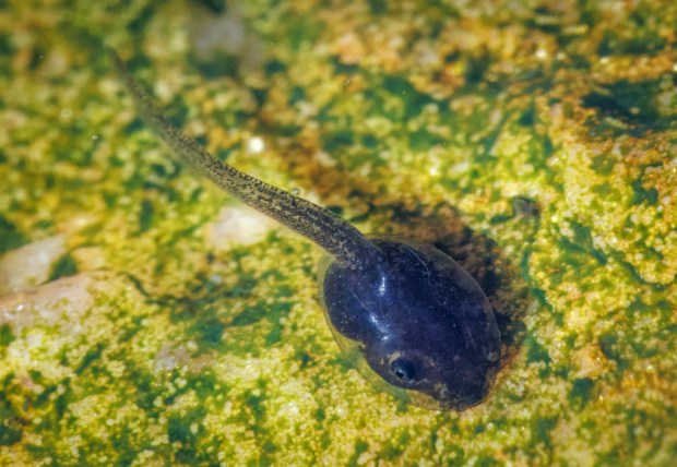 A Bajac California tree frog tadpole. (Ernie Cowan / For The San Diego Union-Tribune)