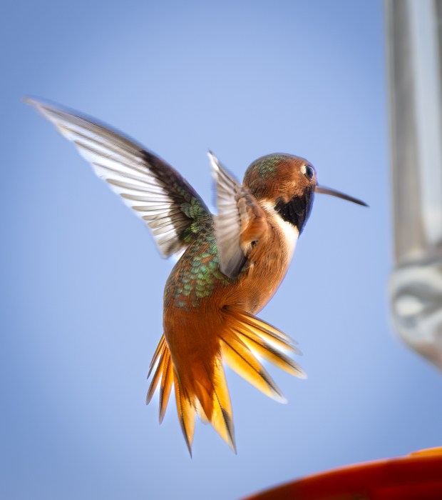 An Allen's hummingbird. (Ernie Cowan / For The San Diego Union-Tribune)