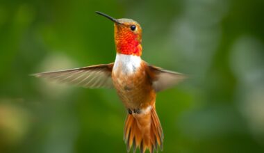Watching hummingbirds is almost hypnotic – San Diego Union-Tribune