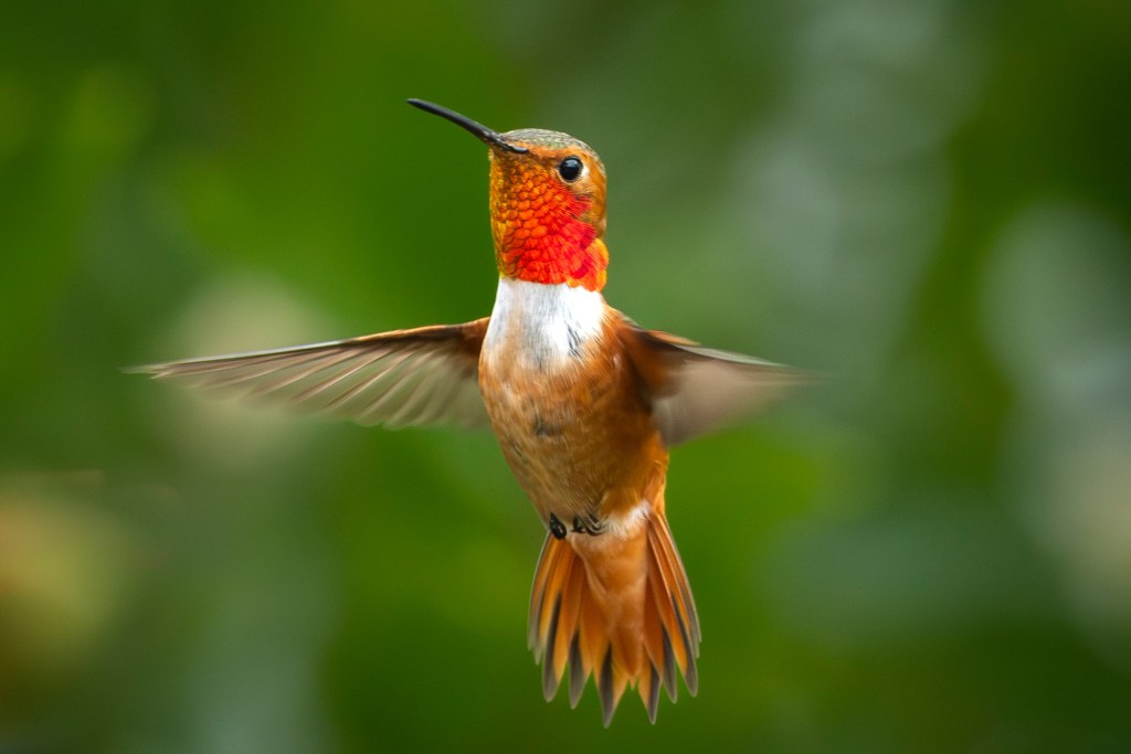 Watching hummingbirds is almost hypnotic – San Diego Union-Tribune