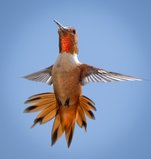 A rufous hummingbird. (Ernie Cowan / For The San Diego Union-Tribune)