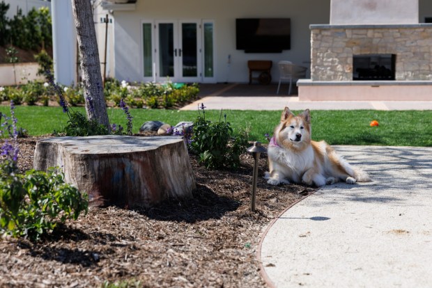 Four-year-old Roxy rests in the shade of a jacaranda tree in the Encinitas backyard. The tree was planted to replace a eucalyptus that the crew removed. (Kristian Carreon / The San Diego Union-Tribune)