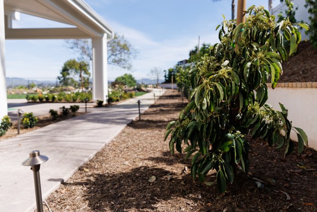 A young avocado tree, among other fruit trees, is planted in Steve and Beth Elliott's backyard of their Encinitas home. (Kristian Carreon / The San Diego Union-Tribune)