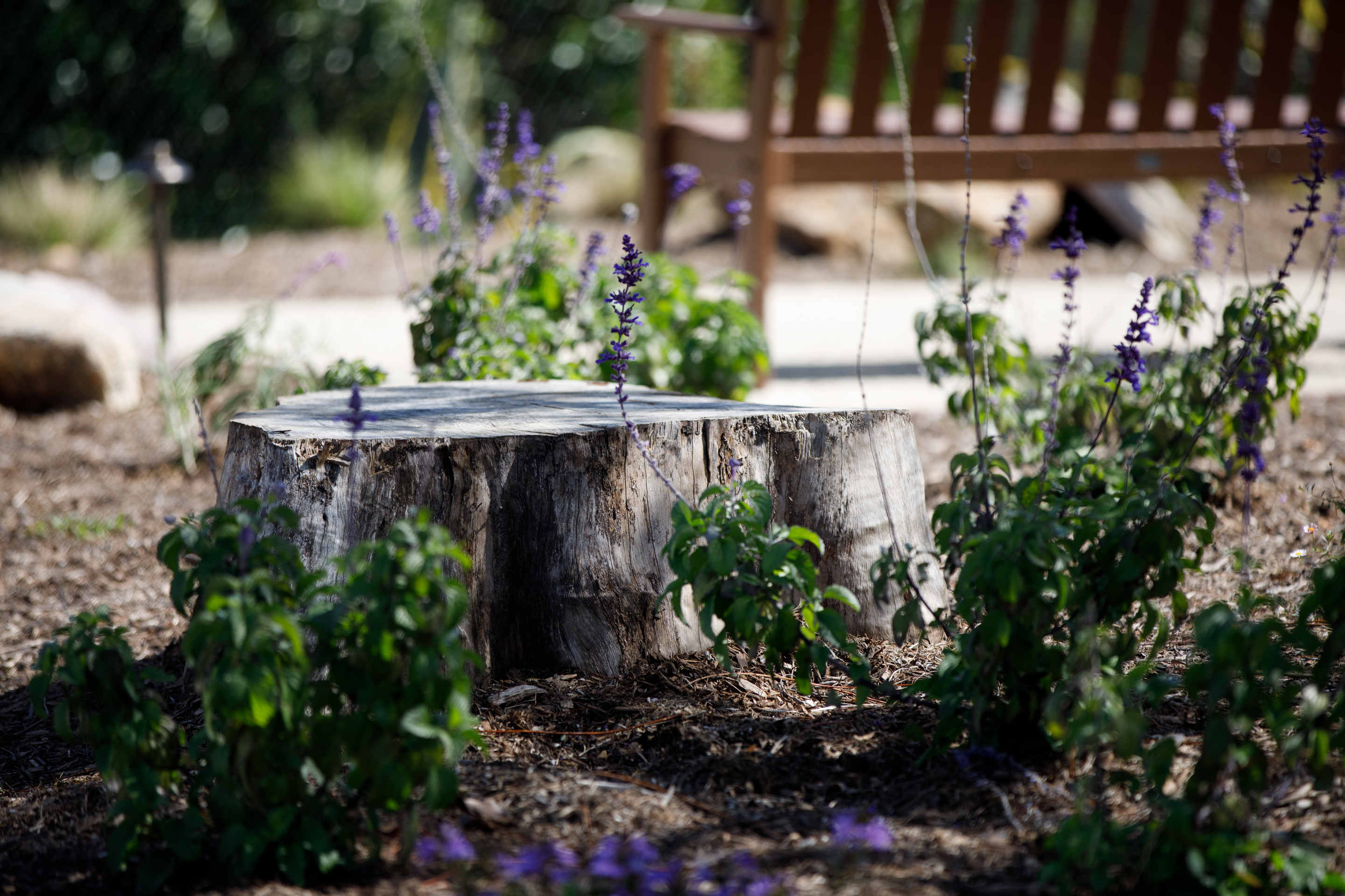 After the landscape team felled a eucalyptus tree and replaced...