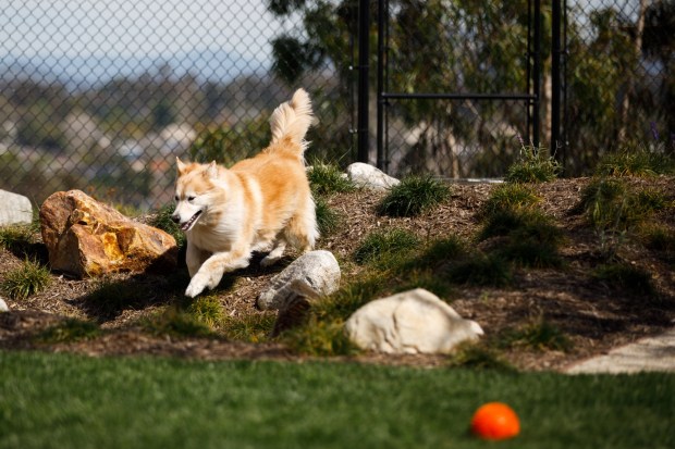 Roxy, a shepherd and husky mix, runs through the rainfall swale in the backyard. The clumps of Berkeley sedge are a resilient type of plant that can handle foot and paw traffic. (Kristian Carreon / The San Diego Union-Tribune)