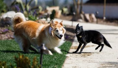 How to create a dog-friendly yard that everyone can use – San Diego Union-Tribune