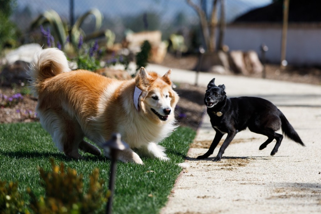 How to create a dog-friendly yard that everyone can use – San Diego Union-Tribune