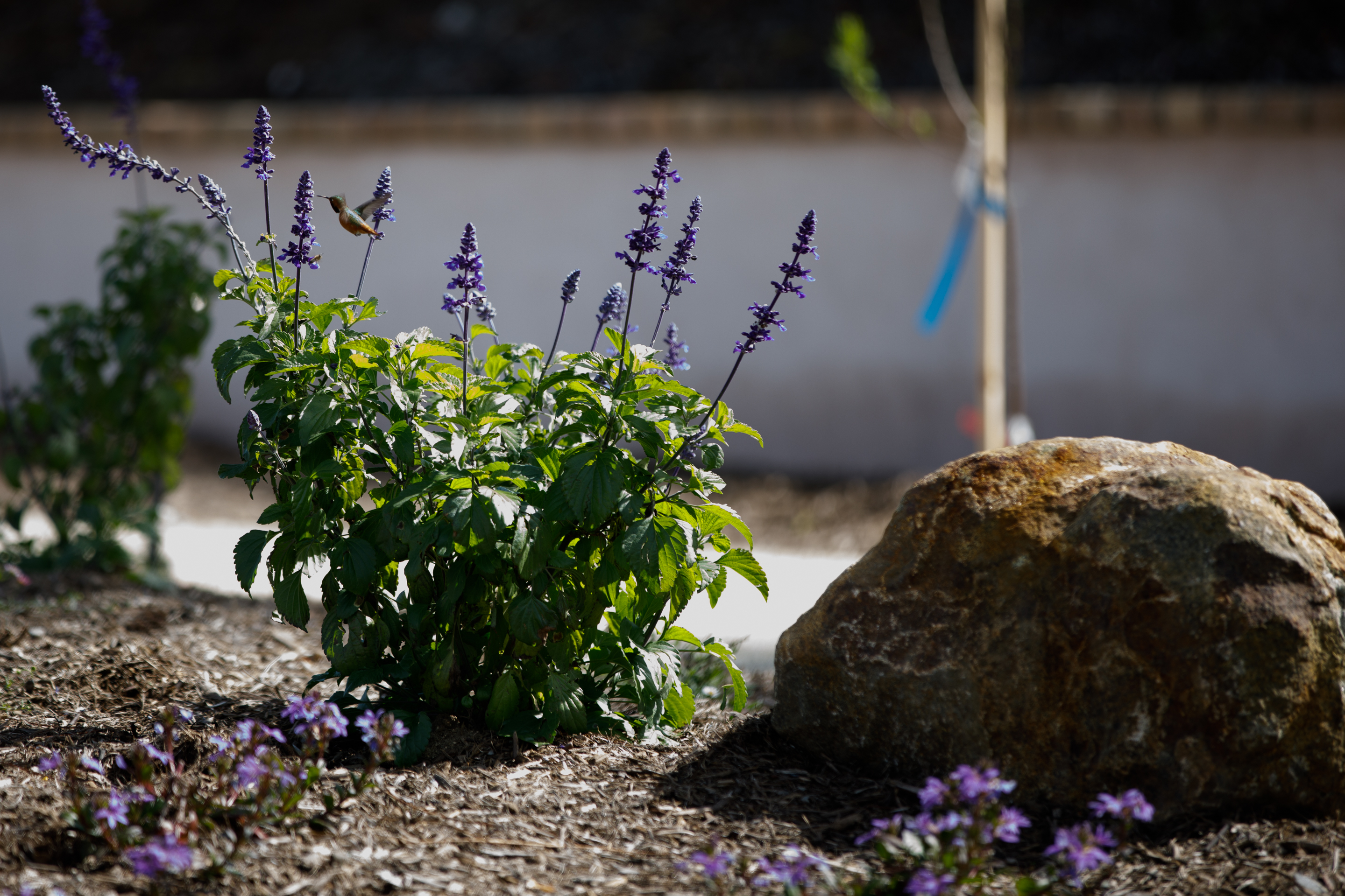 A hummingbird visits the blue spire of a sage plant...