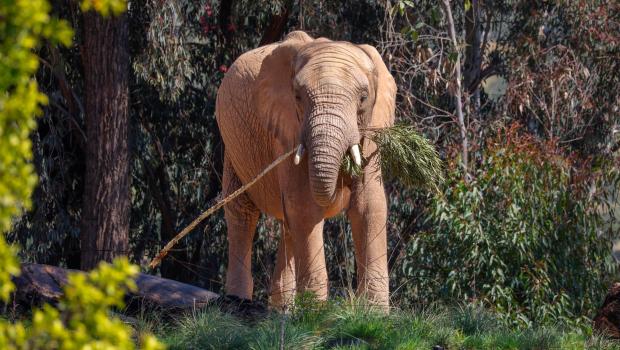 March 3, 2026_San Diego_An elephant chews on a branch at San Diego Zoo Safari Park's new Elephant Valley on its opening day. CHARLIE NEUMAN / FOR THE U-T