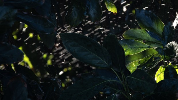 Avocados being watered at Eddie Grangetto's farm on Tuesday, Dec. 2, 2025, in Escondido. (Ana Ramirez / The San Diego Union-Tribune)