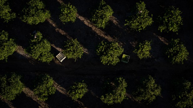 Citrus grows on Eddie Grangetto's farm on Tuesday, Dec. 2, 2025, in Escondido. (Ana Ramirez / The San Diego Union-Tribune)