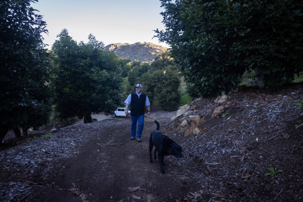 Burnet Wohlford and his dog walk through avocado groves on Thursday, Dec. 11, 2025, in Escondido. (Ana Ramirez / The San Diego Union-Tribune)