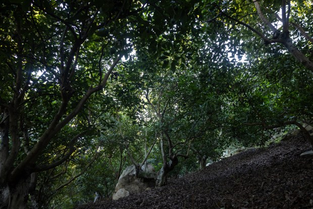An avocado grove at Eddie Grangetto's farm on Tuesday, Dec. 2, 2025, in Escondido. (Ana Ramirez / The San Diego Union-Tribune)