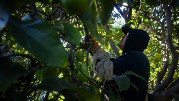 A worker picks citrus on Eddie Grangetto's farm on Tuesday, Dec. 2, 2025, in Escondido. (Ana Ramirez / The San Diego Union-Tribune)