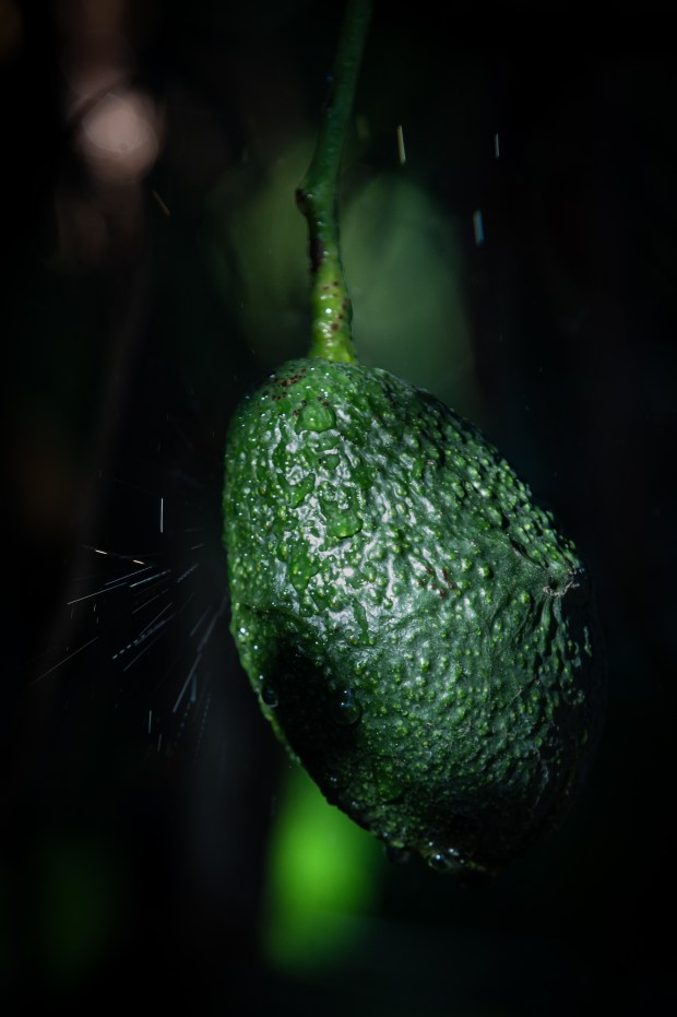 Avocados being watered at Eddie Grangetto's farm on Tuesday, Dec. 2, 2025, in Escondido. (Ana Ramirez / The San Diego Union-Tribune)
