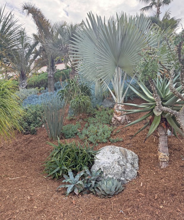 A cityscape embankment with succulents and well-spaced trees. (Jodi Bay)