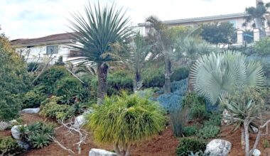 Key principles to planting, managing backyard slopes – San Diego Union-Tribune