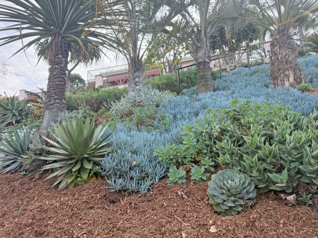 Succulents on an embankment are waterwise and attractive. (Jodi Bay)