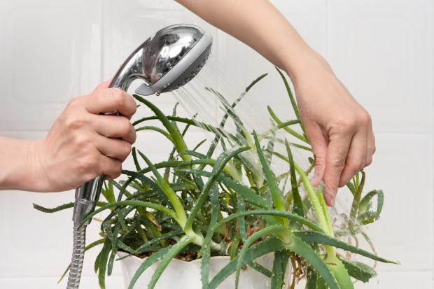 Rinse off houseplant leaves to remove dust from the winter and leach out salts that have built up from hard water. (Adobe Stock)