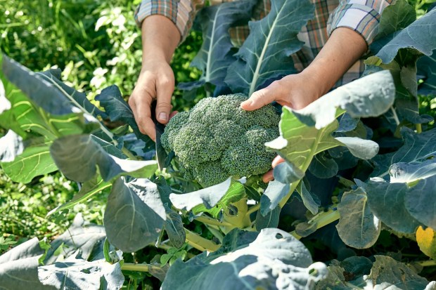 Harvesting the last of the broccoli is needed before working on your spring planting. (Adobe Stock)