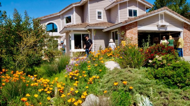 Spring abundance in a front-yard native plant garden on a past California Native Plant Society tour. The 2026 tour will be April 11 and 12, featuring gardens south of Interstate 8 and west of state Route 125. (Silke Gathmann)