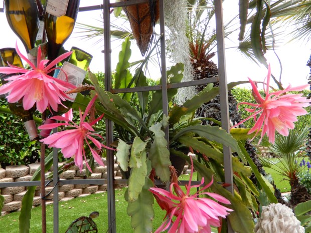 Epiphyllums adorn a garden the Seven Oaks neighborhood of Rancho Bernardo. The Seven Oaks Garden Club Tour will be May 16. (Peri Cunefare)