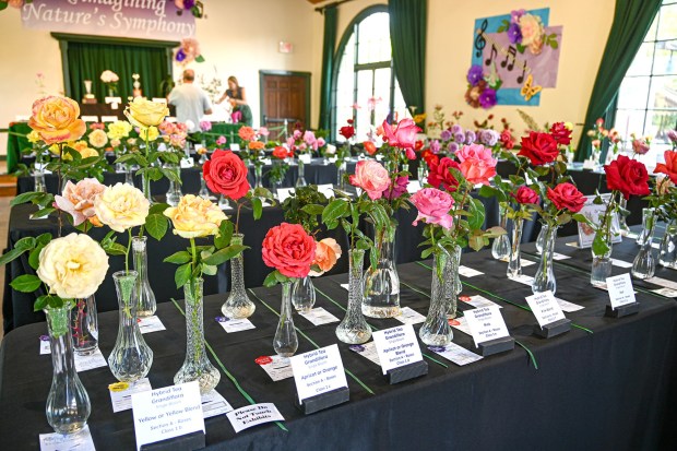 Roses historically make up the largest number of entries for the Poway Valley Garden Club's annual flower show. The 2026 event, which includes a plant sale, will be May 9. (Criselda Yee)