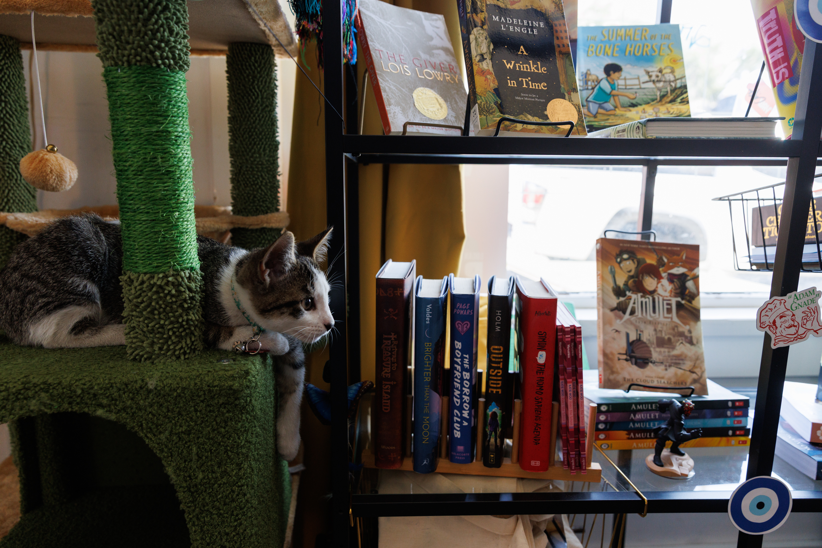 Ocho hangs out on its cat tree at LibÃ©lula Books...