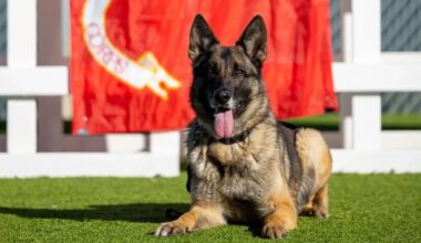 Federal report says San Diego County military bases failed to adequately care for their working dogs – San Diego Union-Tribune