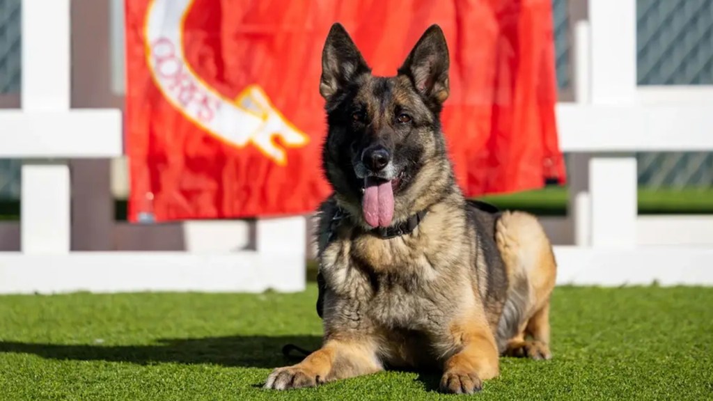 Federal report says San Diego County military bases failed to adequately care for their working dogs – San Diego Union-Tribune
