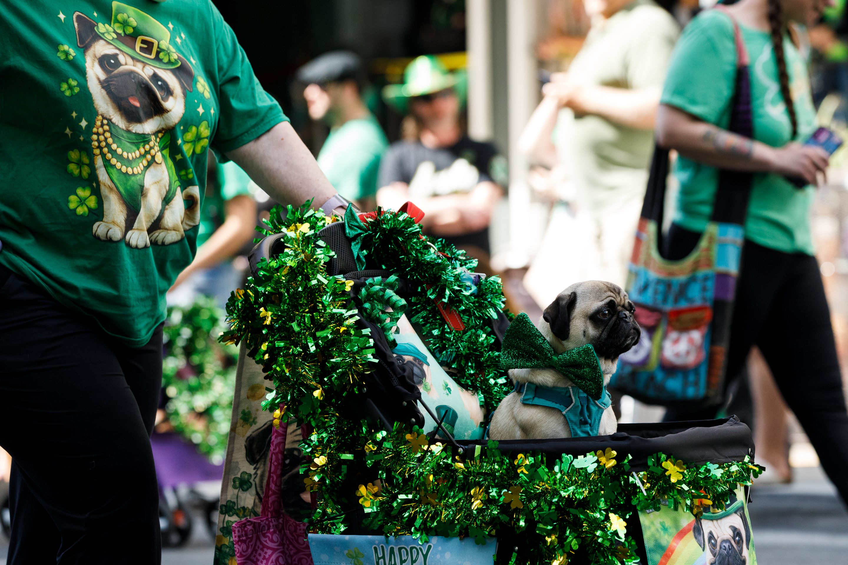 A pug participates in the 44th Annual St. Patrickâs Day...