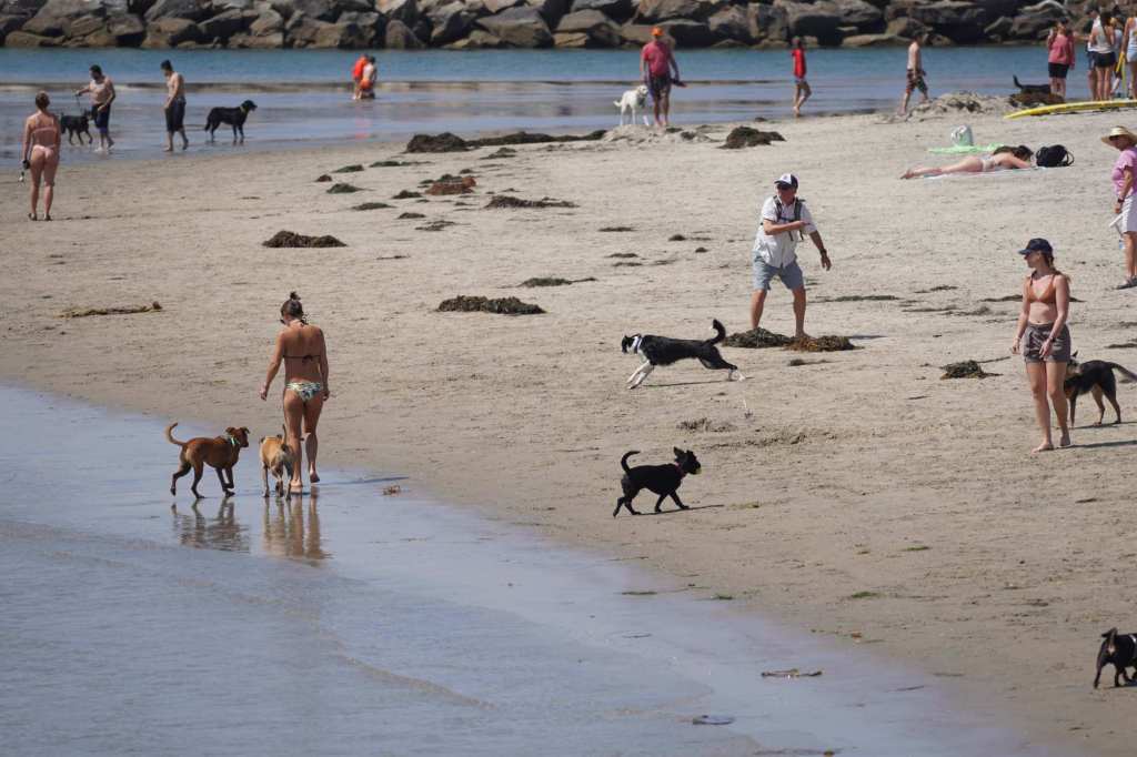 Sewage spill closes Dog Beach, traffic lanes in Ocean Beach