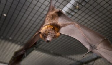 2 wild bats found in Escondido test positive for rabies – San Diego Union-Tribune