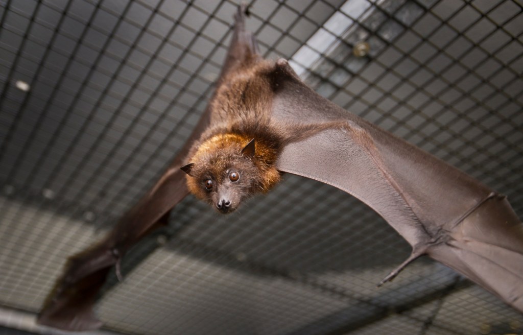 2 wild bats found in Escondido test positive for rabies – San Diego Union-Tribune