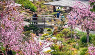 California's 'Little Japan' Features 200 Cherry Trees About To Hit Peak Bloom In One Of The Region’s Largest Gardens