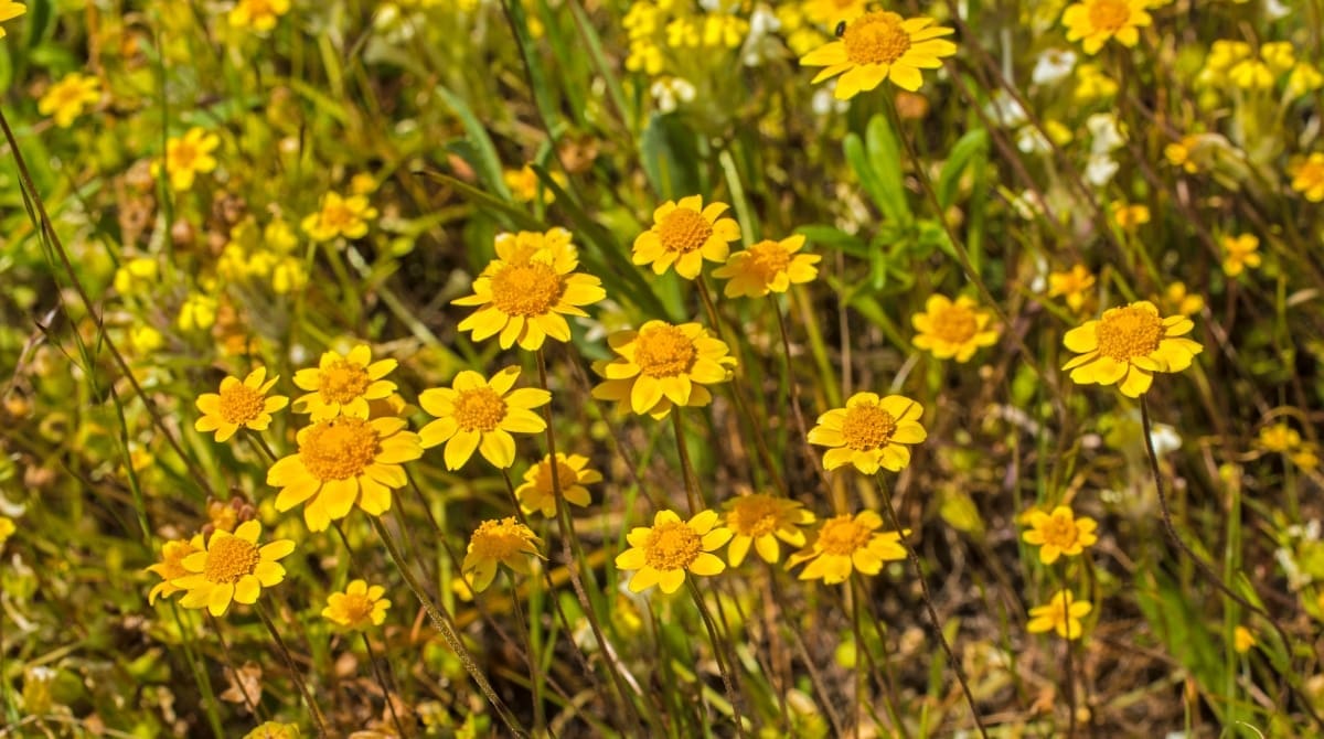 Representative picture of Santa Rosa Plateau Ecological Reserve. Image Source: Gerald Corsi/Canva