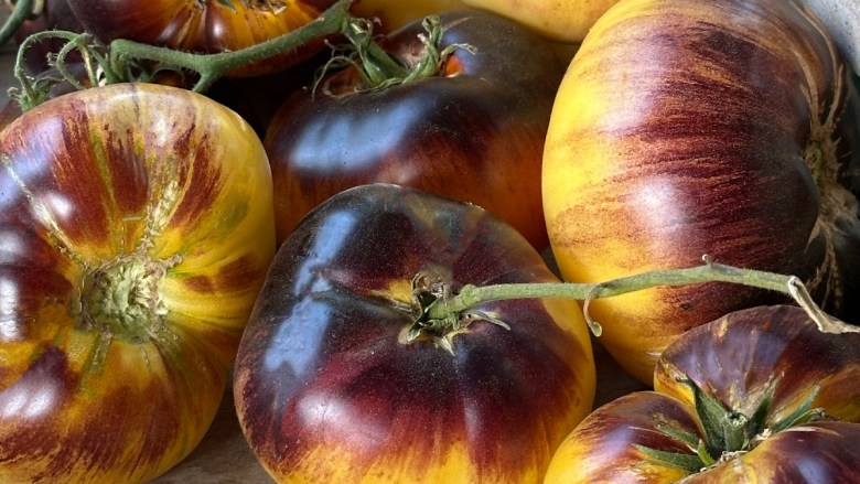 Close-up of multicolored heirloom tomatoes with deep purplish-black and yellow hues.