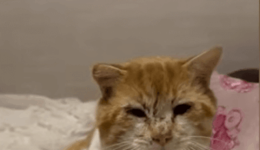 Animal rescuers sound alarm over growing reports of abused and abandoned pets