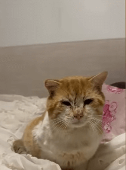 Animal rescuers sound alarm over growing reports of abused and abandoned pets