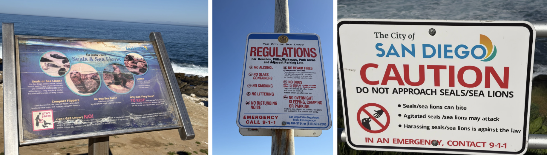 Tourist behavior toward sea lions raises concerns at La Jolla Cove – The Daily Aztec