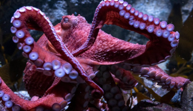 Aquarium of the Pacific mourns the loss of Ghost the octopus – NBC Los Angeles