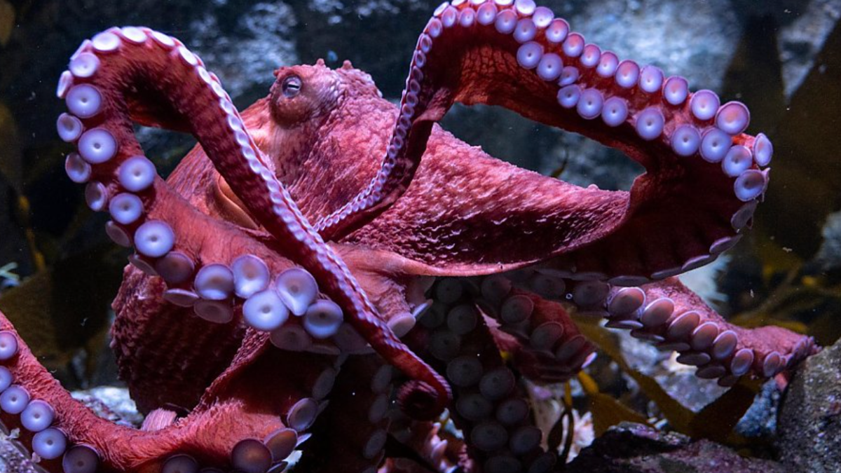 Aquarium of the Pacific mourns the loss of Ghost the octopus – NBC Los Angeles