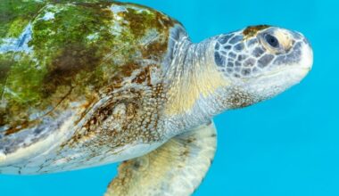 Porkchop, the rescued sea turtle, is released back into the wild after Aquarium treatment