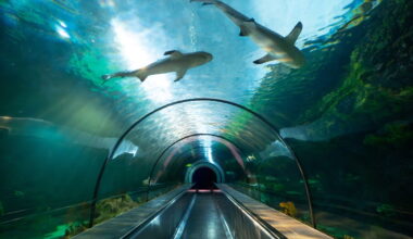 20 Ways to Level Up Your 2026 Adventure at SeaWorld San Diego