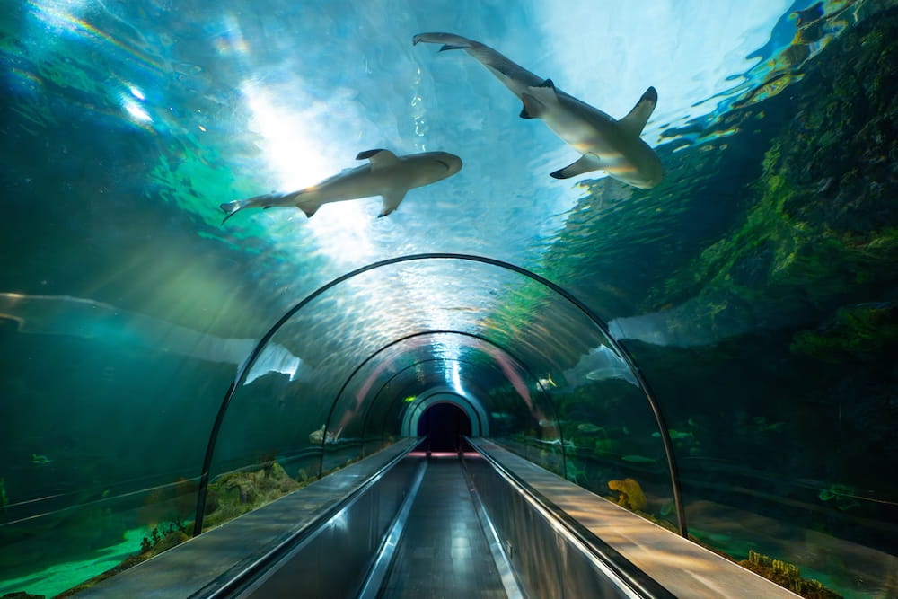 20 Ways to Level Up Your 2026 Adventure at SeaWorld San Diego